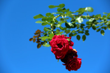 Rote Rosen unterm Himmel