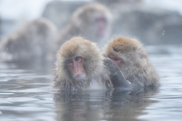 Snow Monkeys Japan
