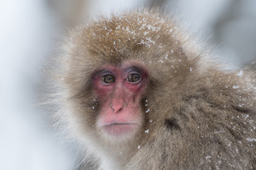 look of a macaque