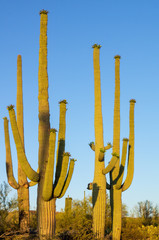 Tall Saguaro Cactus in Evening Light