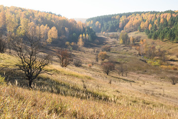 Fototapeta na wymiar Autumn landscape. Yellow trees and dry grass on hills
