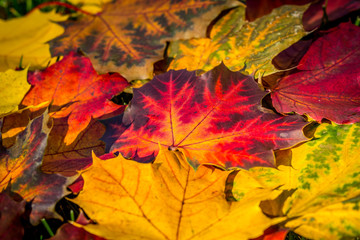 Naklejka na ściany i meble Wonderful colours and patterns on a pile of brightly coloured fallen maple leaves, laying on the ground in the autumn season, in the warm glow of the sunlight.