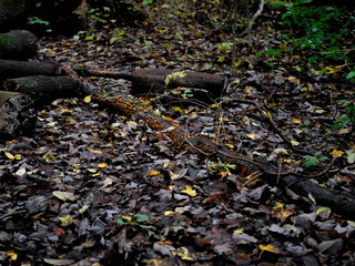 autumn leaves in the forest 