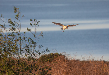 Barn Owl