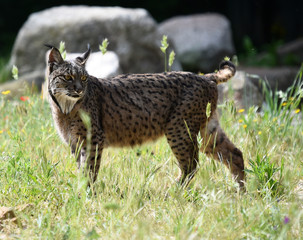 lince iberico