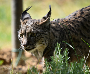 Fototapeta premium lince