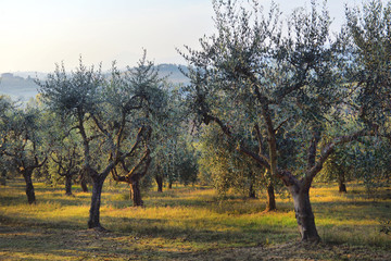 Olive trees garden. Mediterranean olive field ready for harvest. Italian olive's grove with ripe...