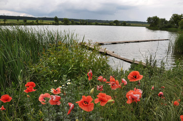 Obraz premium Summer landscape with a pond
