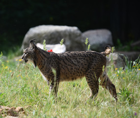 lince