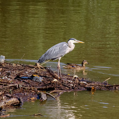 The grey heron (Ardea cinerea) on the pile stacked of tree logs and branches and some rubbish and female mallard (Anas platyrhynchos) on the water's surface 