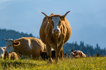 Cows on a meadow in Alps Austria. Schockl mountain above Graz place to visit