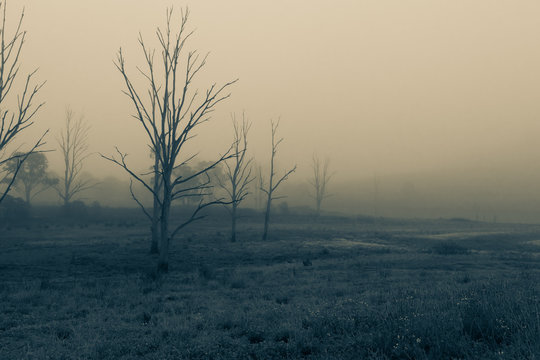 Dead trees in a meadow on a foggy misty morning. Farm.