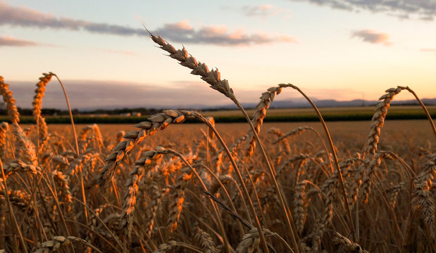 Weizenfeld im Sonnenuntergang