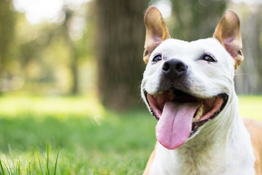 Happy Dog on a grass