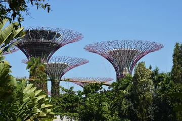 Papier Peint photo Singapour Supertrees Grove dans les jardins de la baie, lieu célèbre et attraction touristique à Singapour, en Asie