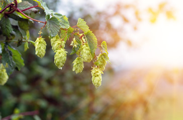 Green hop cones closeup agricultural of background