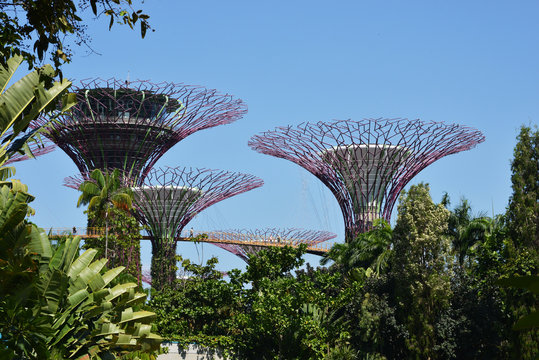 Supertrees Grove in Gardens by the Bay, famous place and tourist attraction in  Singapore, Asia
