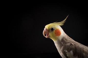 Parrot with Open beak, little angry. isolated on black background