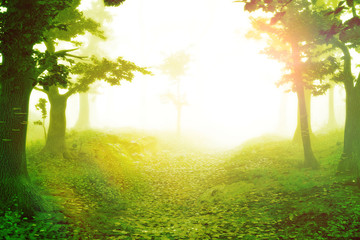 Fototapeta premium magic forest at sunrise, sunshine in beautiful landscape