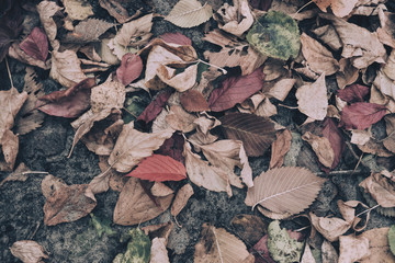 Old gray toned autumn leaves in colors: red, brown, green. Background for design