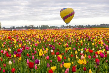 Single hot air balloon in flight over a field of colorful tulips