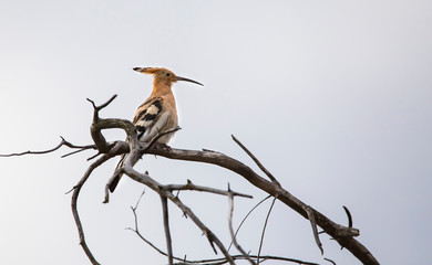 Abubilla en la Albufera de Valencia