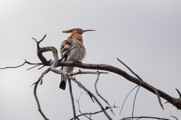 Abubilla en la Albufera de Valencia