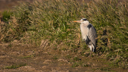 Garza Real en la Albufera de Valencia