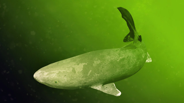 Greenland shark swimming, Somniosus microcephalus, shark with the longest known lifespan of all vertebrate species 