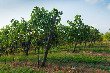 Fototapeta premium Italian vineyards in Valpolicella Area, Veneto, Verona, Italy