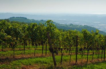 Fototapeta na wymiar Italian vineyards in Valpolicella Area, Veneto, Verona, Italy