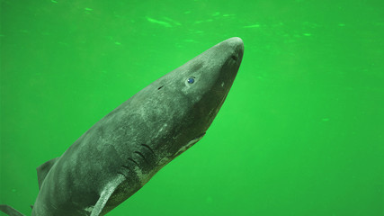 Greenland shark, deep sea ocean creature Somniosus microcephalus © dottedyeti