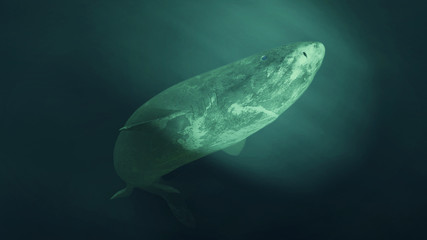 Greenland shark swimming, Somniosus microcephalus swims into the artificial light