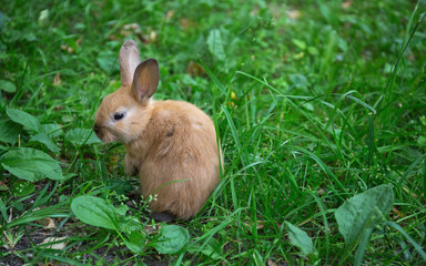 Decorative rabbits eating cucumber
