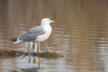 Gaviota patiamarilla, Estany d´Ivars