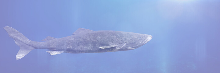 Fototapeta premium Pływanie rekinów grenlandzkich, Somniosus microcephalus, rekin o najdłuższej znanej długości życia ze wszystkich gatunków kręgowców