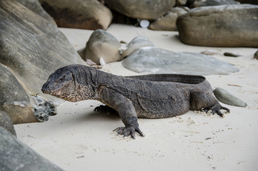 Reptile Borneo