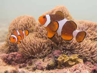 Clownfish Borneo