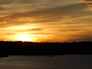 a flock of birds in the sunset