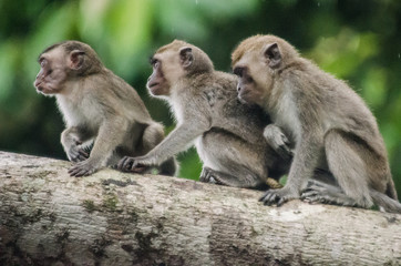 Naklejka na ściany i meble Borneo monkeys