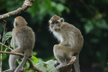 Naklejka na ściany i meble Borneo monkeys