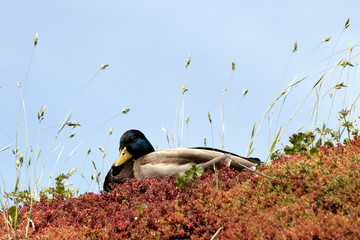 Duck resting on a roof
