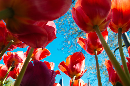 Tulpen