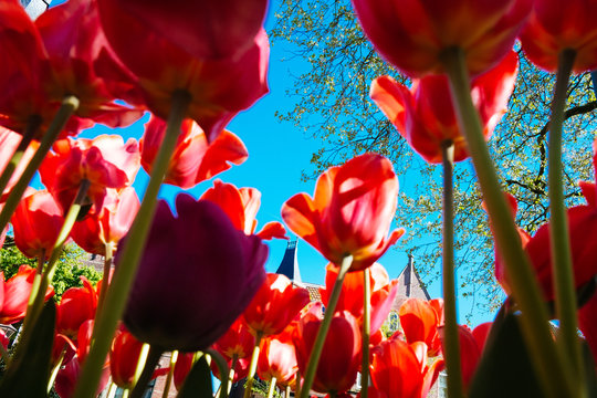 Tulpen