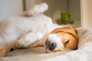 Beagle dog tired sleeps on a couch