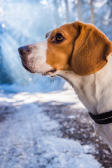 Beagle dog in snowy forest winter