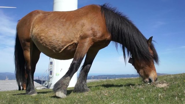 Caballo pastando en prado junto a molinos e&oacute;licos