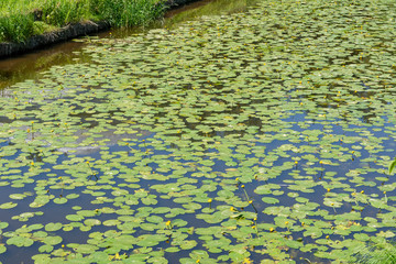Flowers water lilies in the river