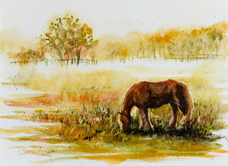 Horse grazing on a meadow.Picture created with watercolors.