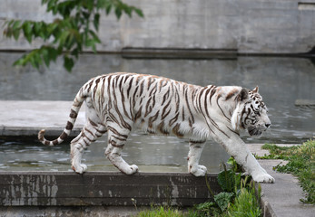 white tiger